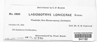 Lasiobotrys lonicerae image